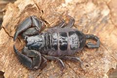 Iomachus politus