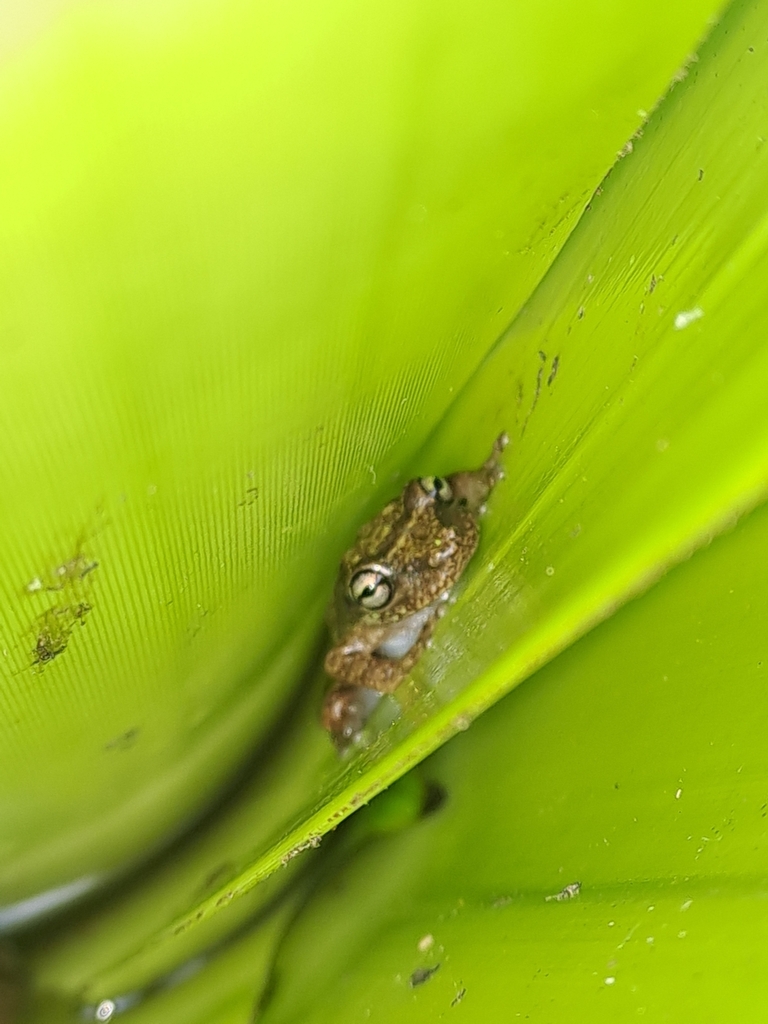 Bandeirantes Snouted Treefrog