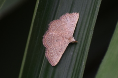 Corgatha dictaria
