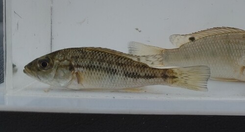 Canary kurper (Chetia flaviventris) — Cichlidae — 5