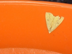 Scolecocampa liburna