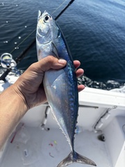 Frigate Tuna photo 2
