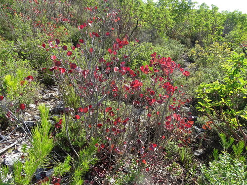 Cotinus coggygria