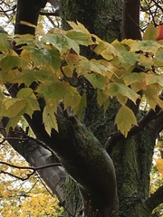 Acer rubrum