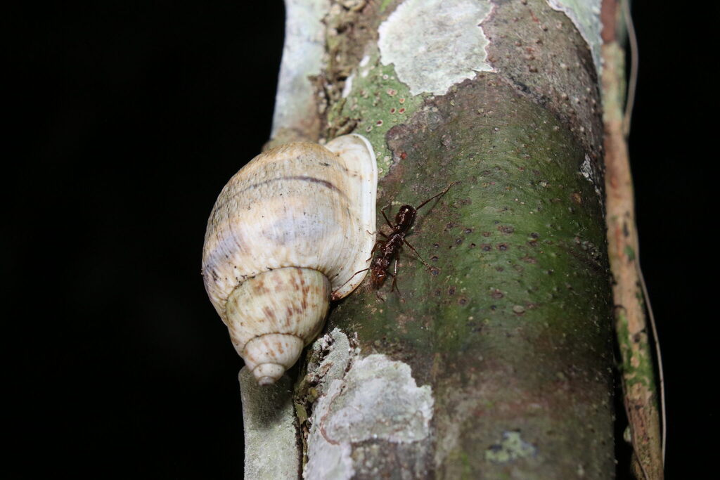 Otostomus signatus