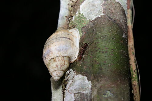 Otostomus signatus
