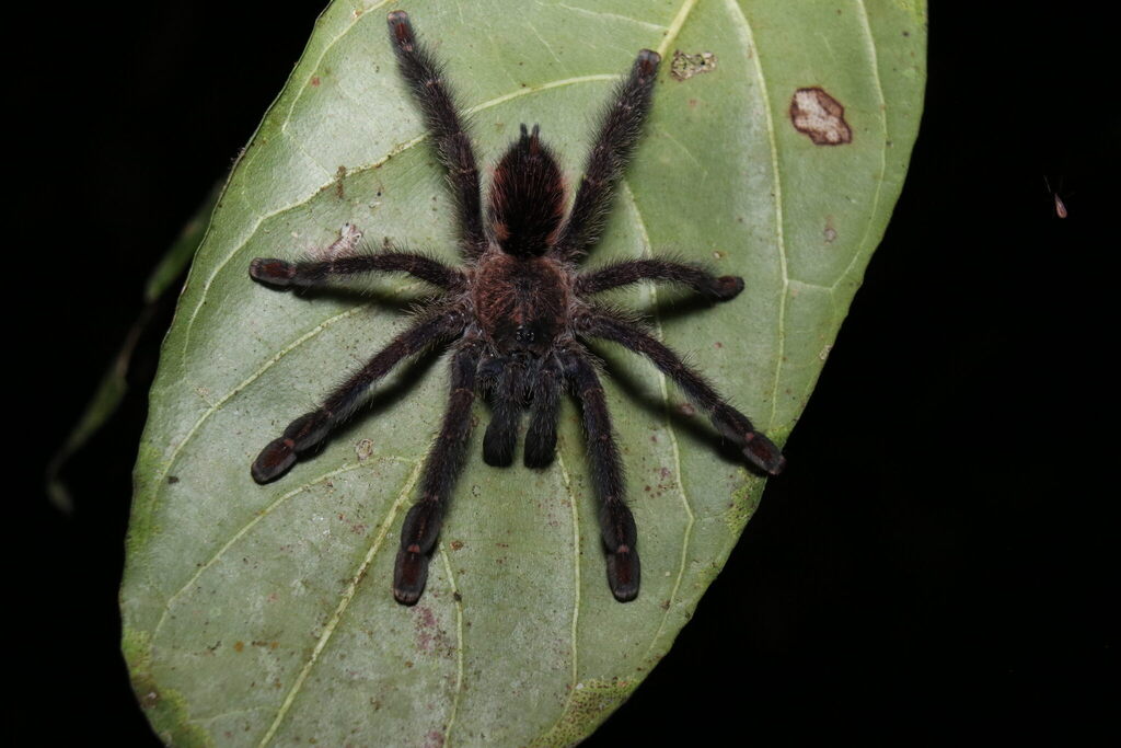 Amazon Sapphire Pinktoe Tarantula