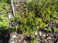 Hypericum empetrifolium