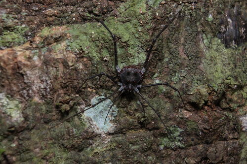 daddy longlegs