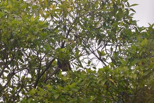 Pteropus anetianus observed 2025-08-05