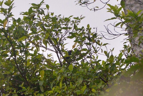 Royal Parrotfinch (Erythrura cyaneovirens), photo 7