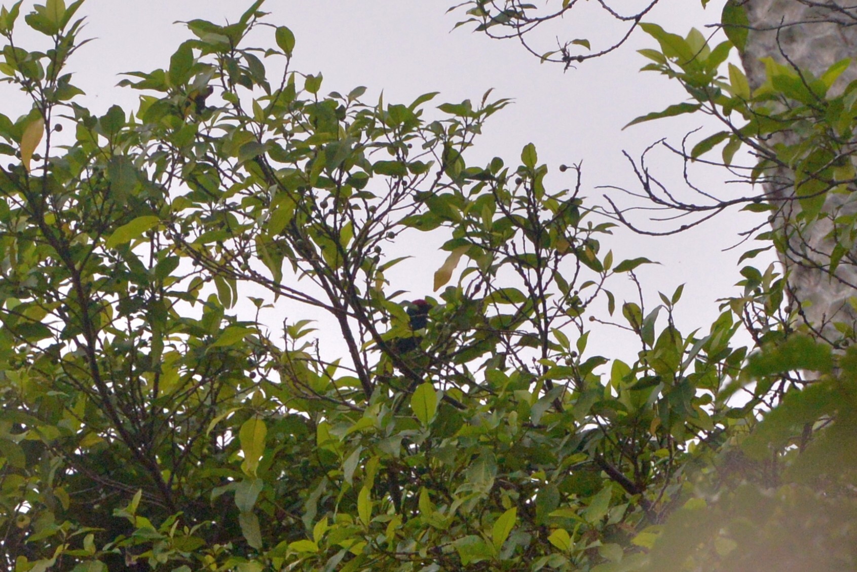 Royal Parrotfinch (Erythrura cyaneovirens), photo 8