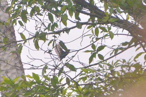 Royal Parrotfinch (Erythrura cyaneovirens), photo 10