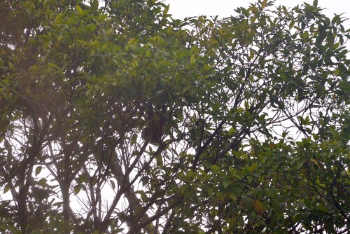Pteropus anetianus observed 2025-08-05