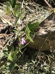 Phaseolus filiformis