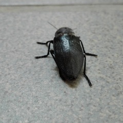 Buprestis cupressi