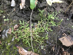 Selaginella helvetica