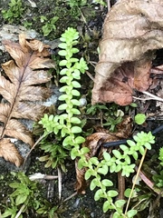 Selaginella helvetica