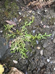 Selaginella helvetica