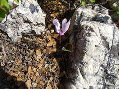 Cyclamen graecum graecum