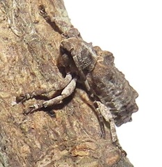 Ecyroschema favosum