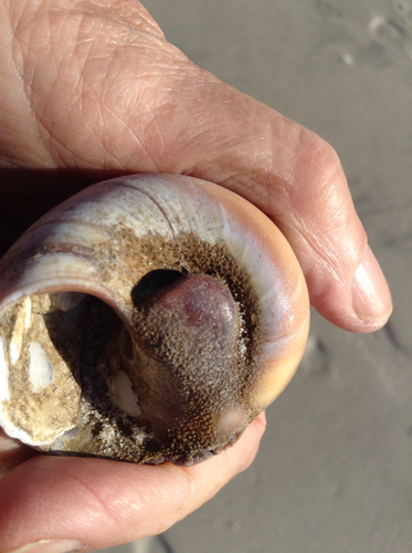 Snail Fur, photo 5 of 7