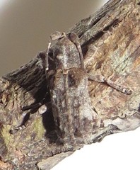 Ecyroschema favosum