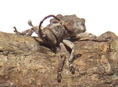 Ecyroschema favosum