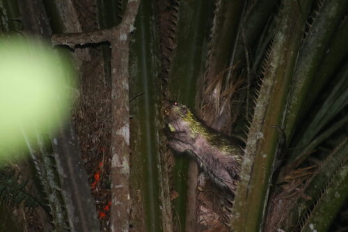 Bahia Porcupine