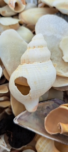 Austrofusus chathamensis, 2025-08-12