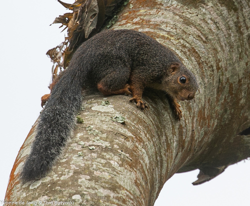 Red-legged Sun Squirrel