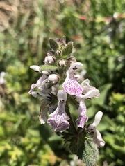 Stachys bolusii