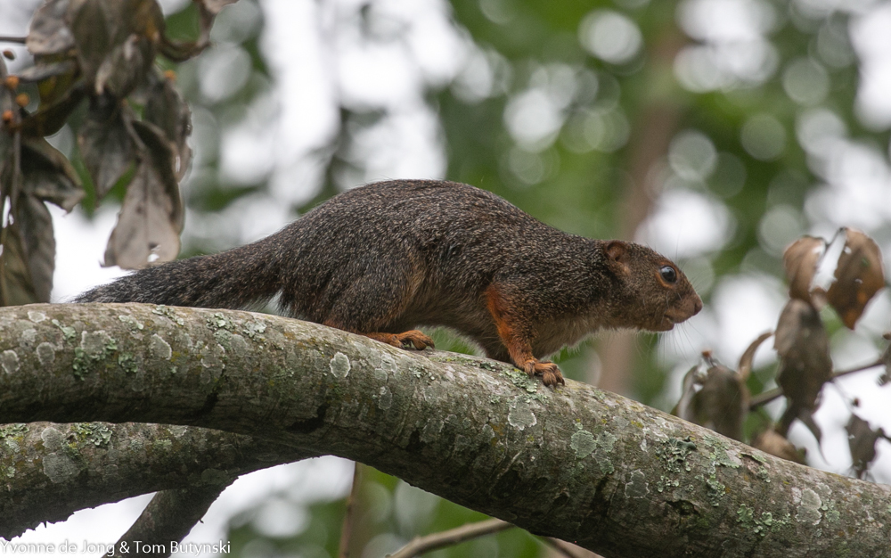 Red-Legged Sun Squirrel