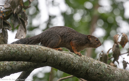 Red-legged Sun Squirrel