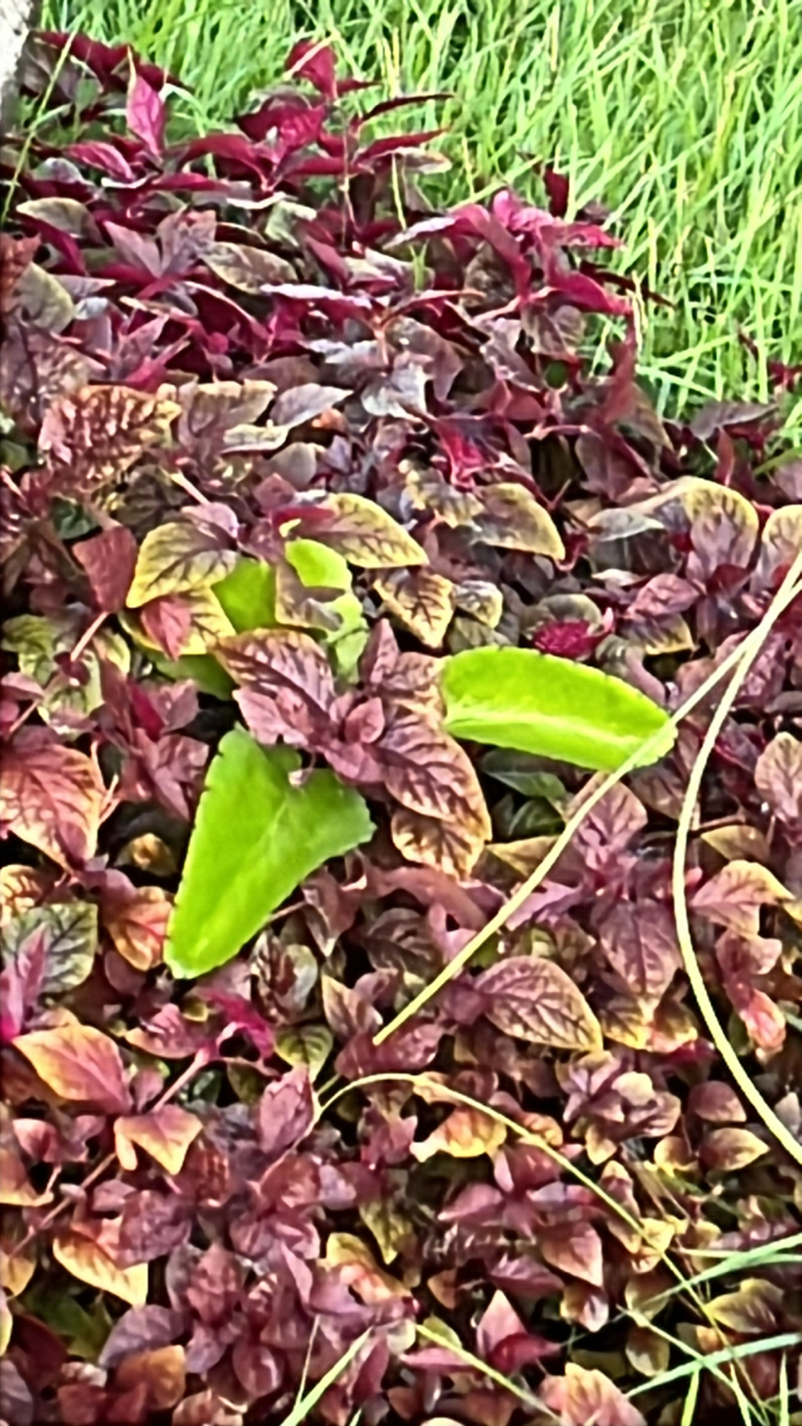Coleus scutellarioides