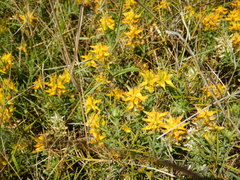 Genista hirsuta