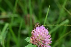 Epipamponeurus americanus