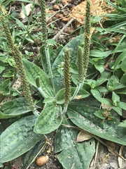 Plantago buchtienii
