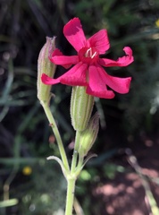 Silene ornata