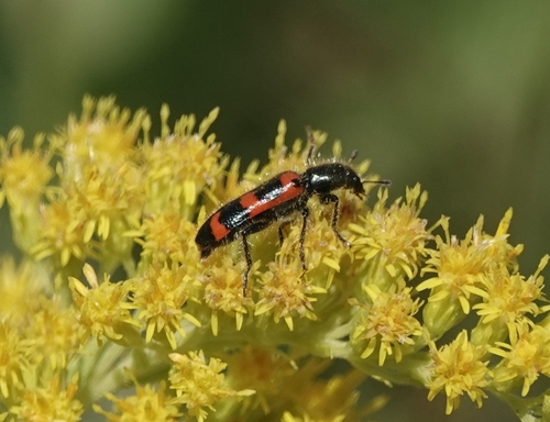 Red-blue Checkered Beetle photo 3
