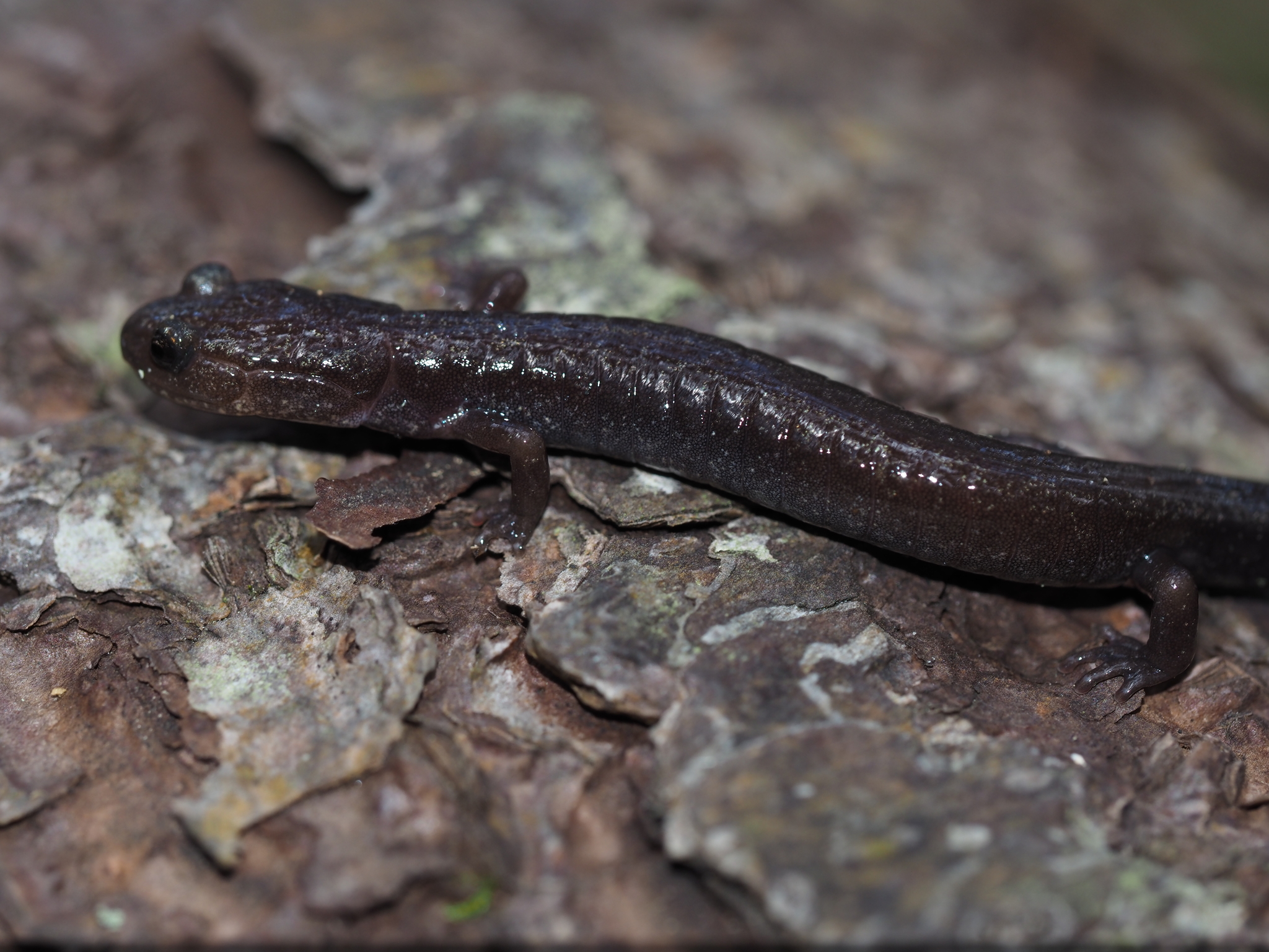 Cheat Mountain Salamander, Plethodon nettingi