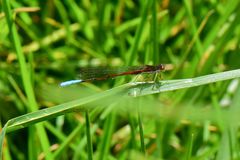 Oxyallagma dissidens