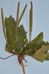 Plantago buchtienii