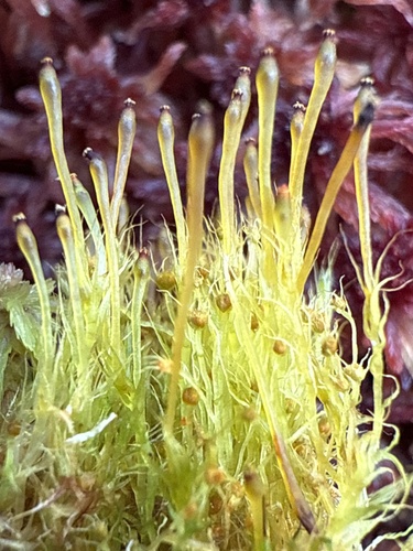 Splachnum pensylvanicum
