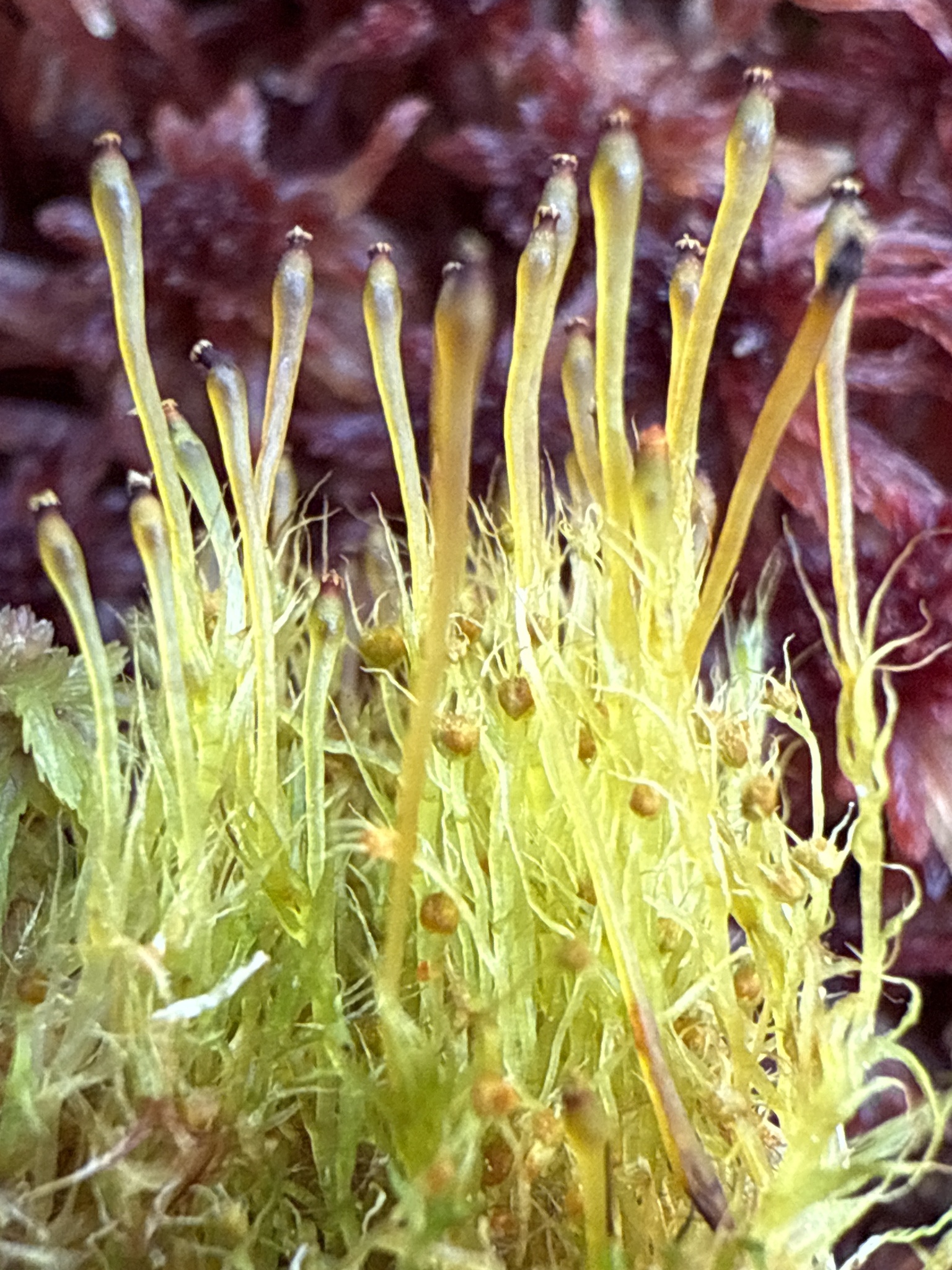 Splachnum pensylvanicum