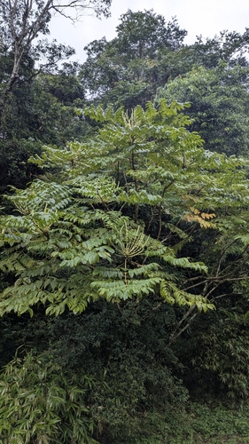 Aralia decaisneana (Aralia decaisneana)