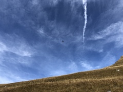 Pyrrhocorax graculus