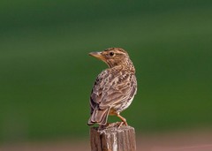 Galerida magnirostris