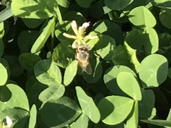 Apis mellifera