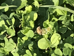 Apis mellifera